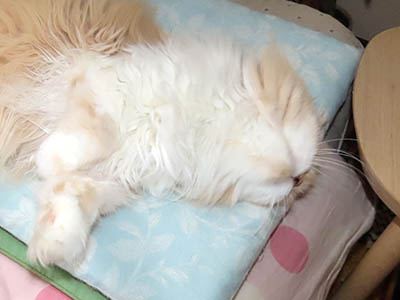 占い メール鑑定 ミーコ