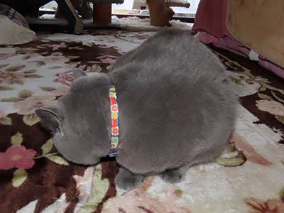 占い メール鑑定 ミーコ