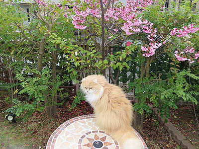 占い メール鑑定 ミーコ