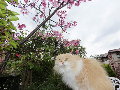 占い メール鑑定 ミーコ
