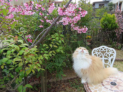占い メール鑑定 ミーコ