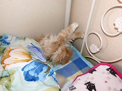 占い メール鑑定 ミーコ