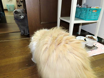 占い メール鑑定 ミーコ