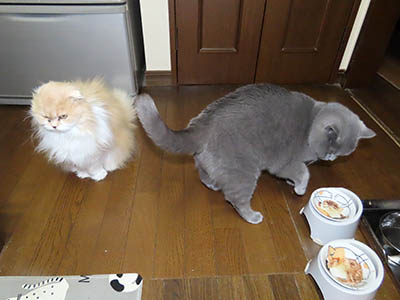 占い メール鑑定 ミーコ