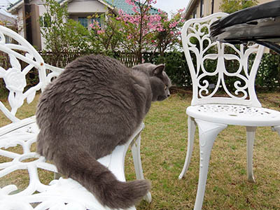 占い メール鑑定 ミーコ