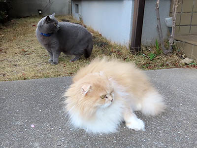 占い メール鑑定 ミーコ