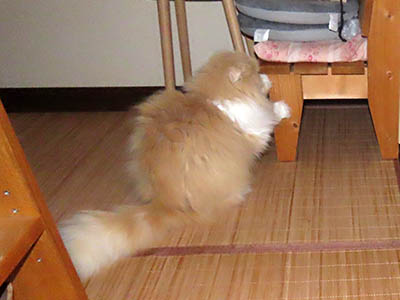 肢@[Ӓ@~[R