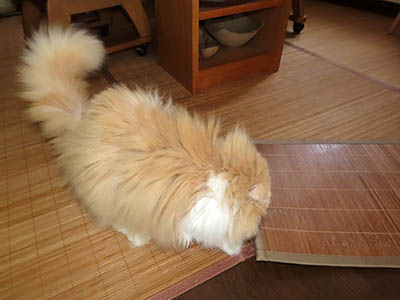 肢@[Ӓ@~[R