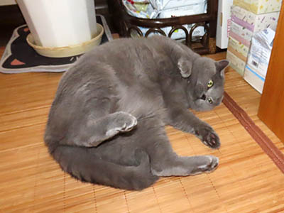 占い メール鑑定 ミーコ