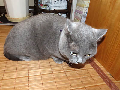 占い メール鑑定 ミーコ