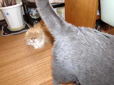 肢@[Ӓ@~[R