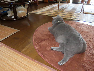 肢@[Ӓ@~[R