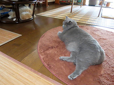 肢@[Ӓ@~[R