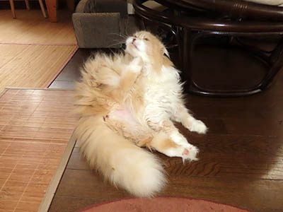 肢@[Ӓ@~[R