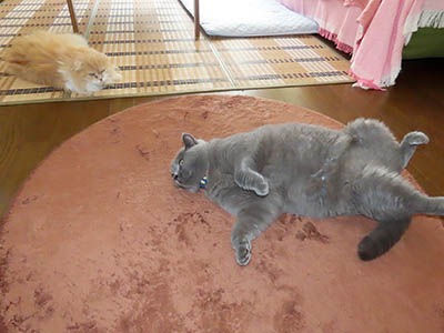 肢@[Ӓ@~[R