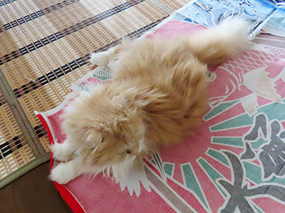 肢@[Ӓ@~[R