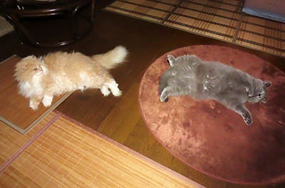 肢@[Ӓ@~[R