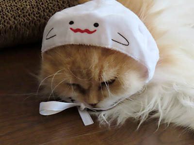 肢@[Ӓ@~[R