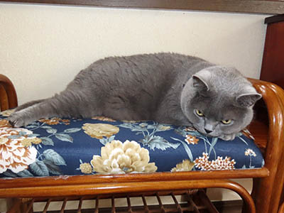 占い メール鑑定 ミーコ