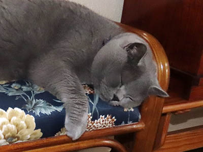 占い メール鑑定 ミーコ