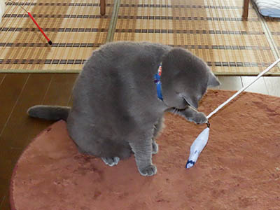 占い メール鑑定 ミーコ