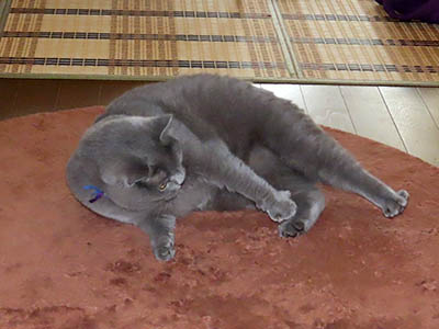 占い メール鑑定 ミーコ