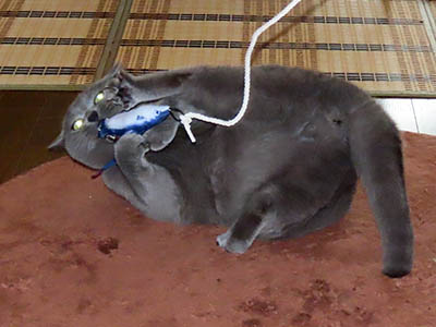 占い メール鑑定 ミーコ