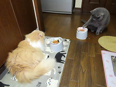 占い メール鑑定 ミーコ