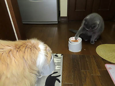 占い メール鑑定 ミーコ