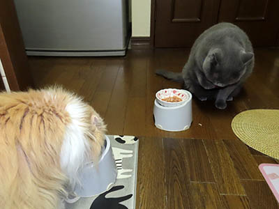 占い メール鑑定 ミーコ