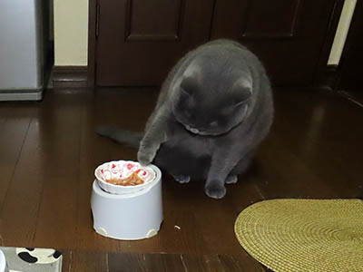 占い メール鑑定 ミーコ