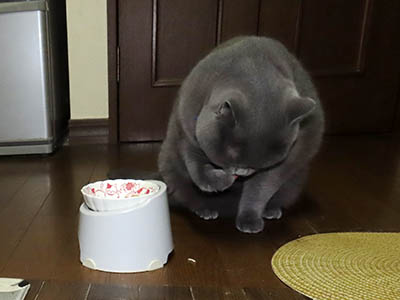 占い メール鑑定 ミーコ