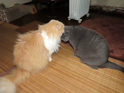 占い メール鑑定 ミーコ