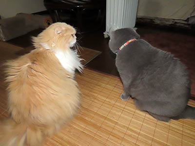 占い メール鑑定 ミーコ