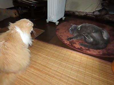 占い メール鑑定 ミーコ