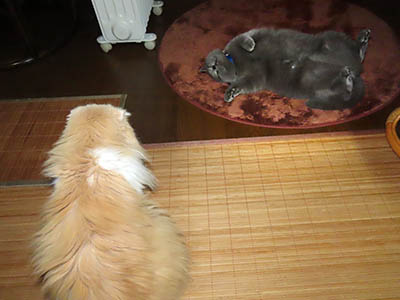 占い メール鑑定 ミーコ