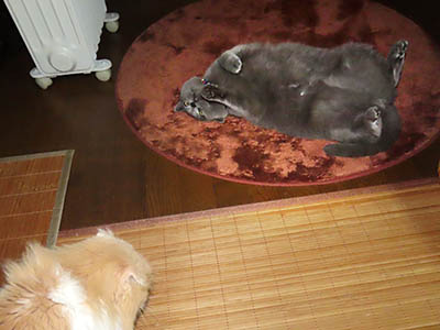 占い メール鑑定 ミーコ