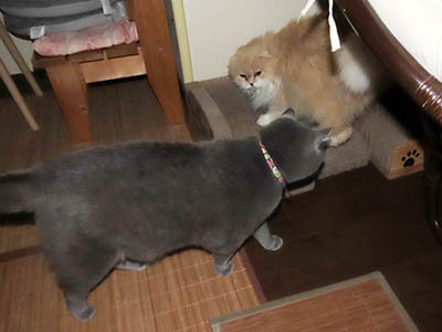 占い メール鑑定 ミーコ