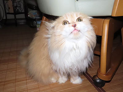 占い メール鑑定 ミーコ