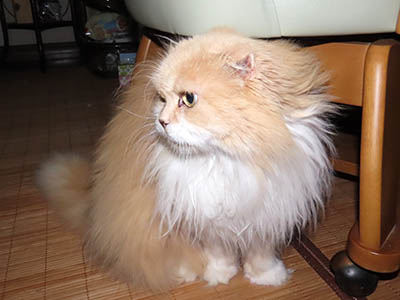 占い メール鑑定 ミーコ