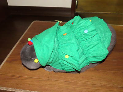 �肢�@���[���Ӓ�@�~�[�R