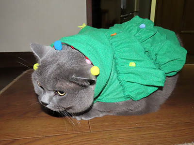 �肢�@���[���Ӓ�@�~�[�R