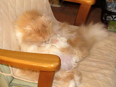 �肢�@���[���Ӓ�@�~�[�R