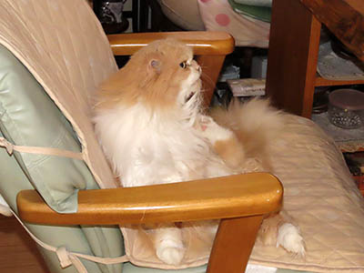 �肢�@���[���Ӓ�@�~�[�R