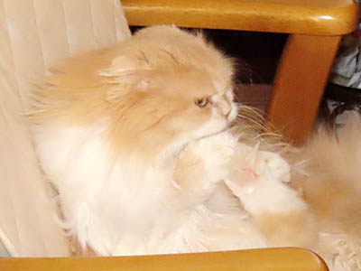 �肢�@���[���Ӓ�@�~�[�R