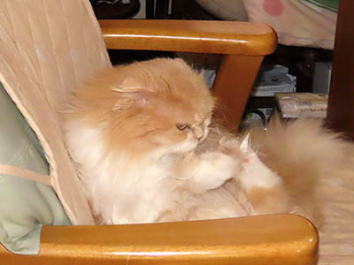 �肢�@���[���Ӓ�@�~�[�R