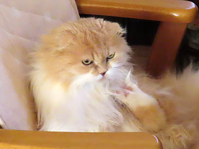 �肢�@���[���Ӓ�@�~�[�R