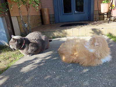 �肢�@���[���Ӓ�@�~�[�R