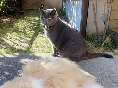 �肢�@���[���Ӓ�@�~�[�R