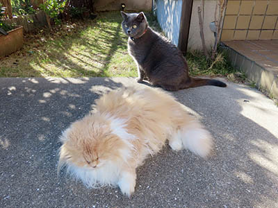 �肢�@���[���Ӓ�@�~�[�R